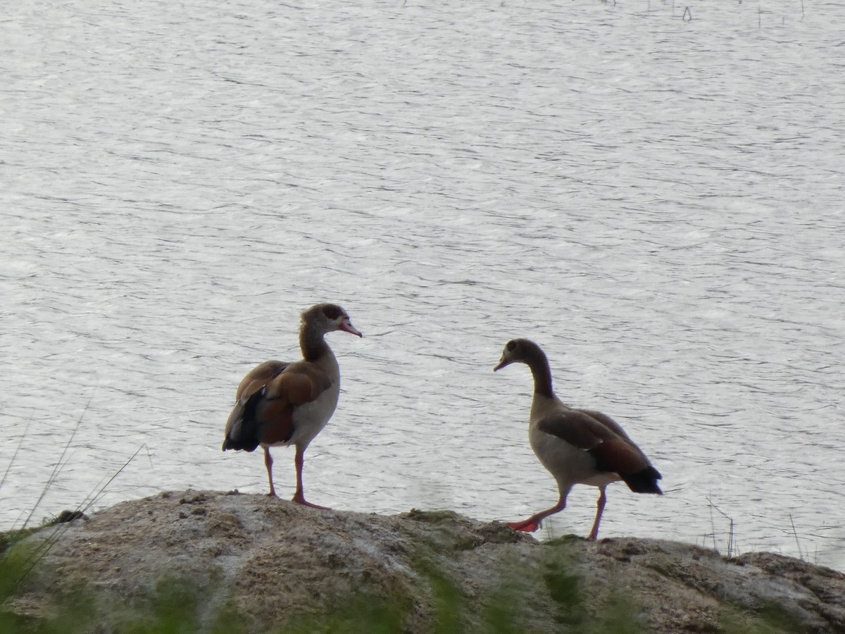Egyptian Goose - ML646643973