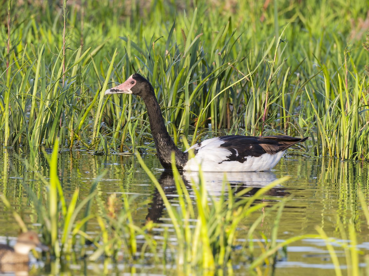Полулапчатый гусь - ML646643975