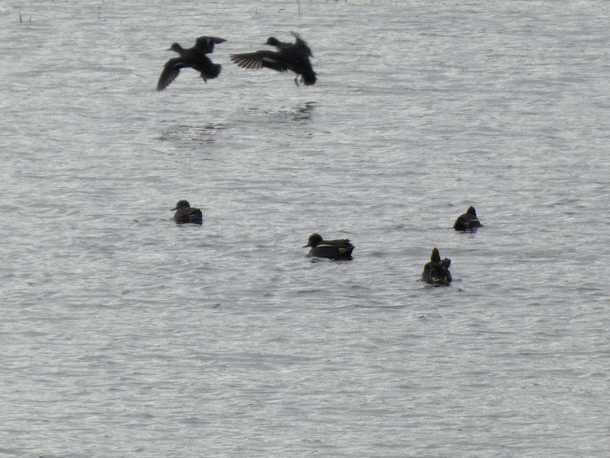 Green-winged Teal - ML646643980