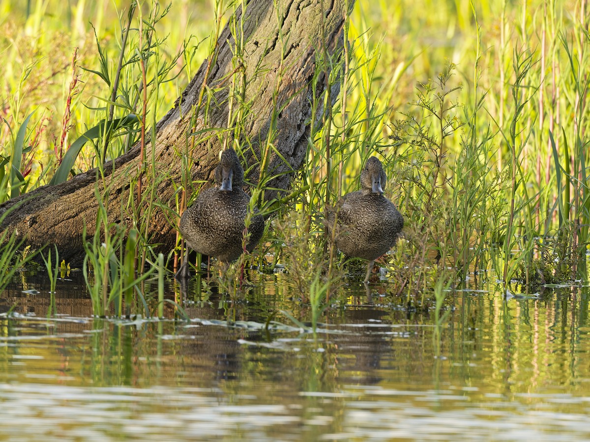 Крапчатая утка - ML646643984