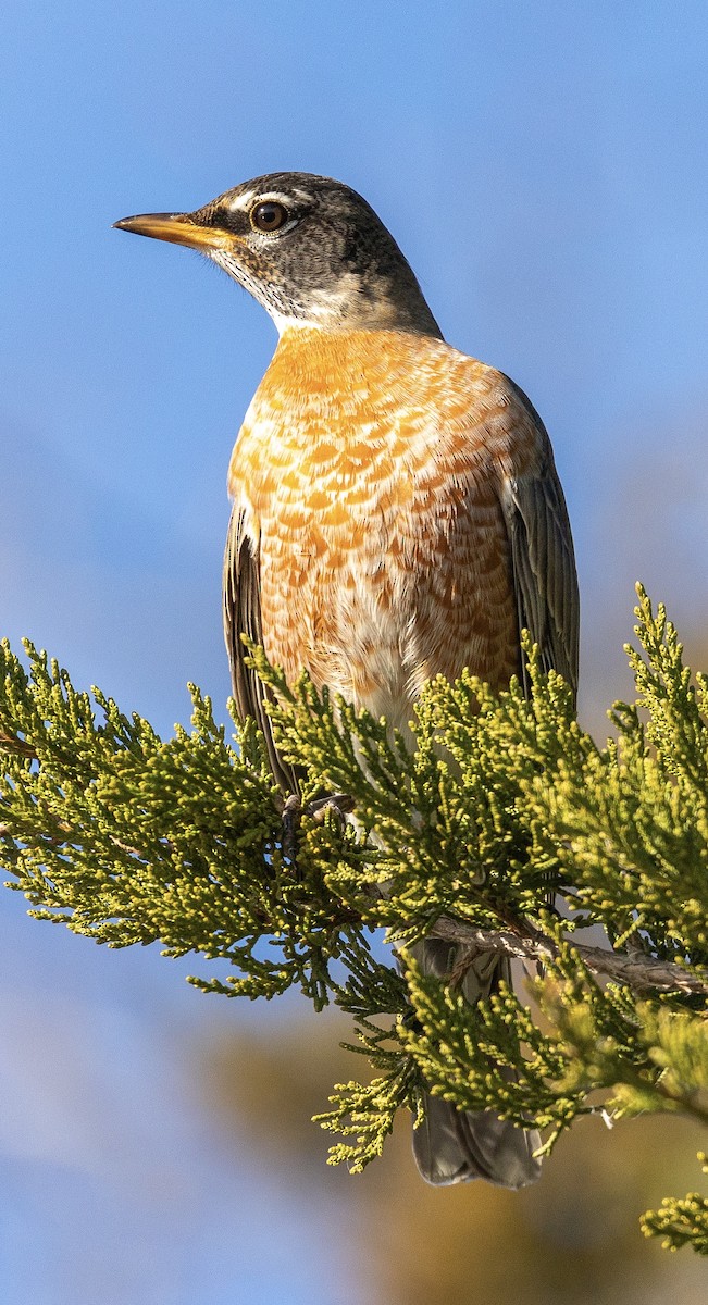 American Robin - ML646643985