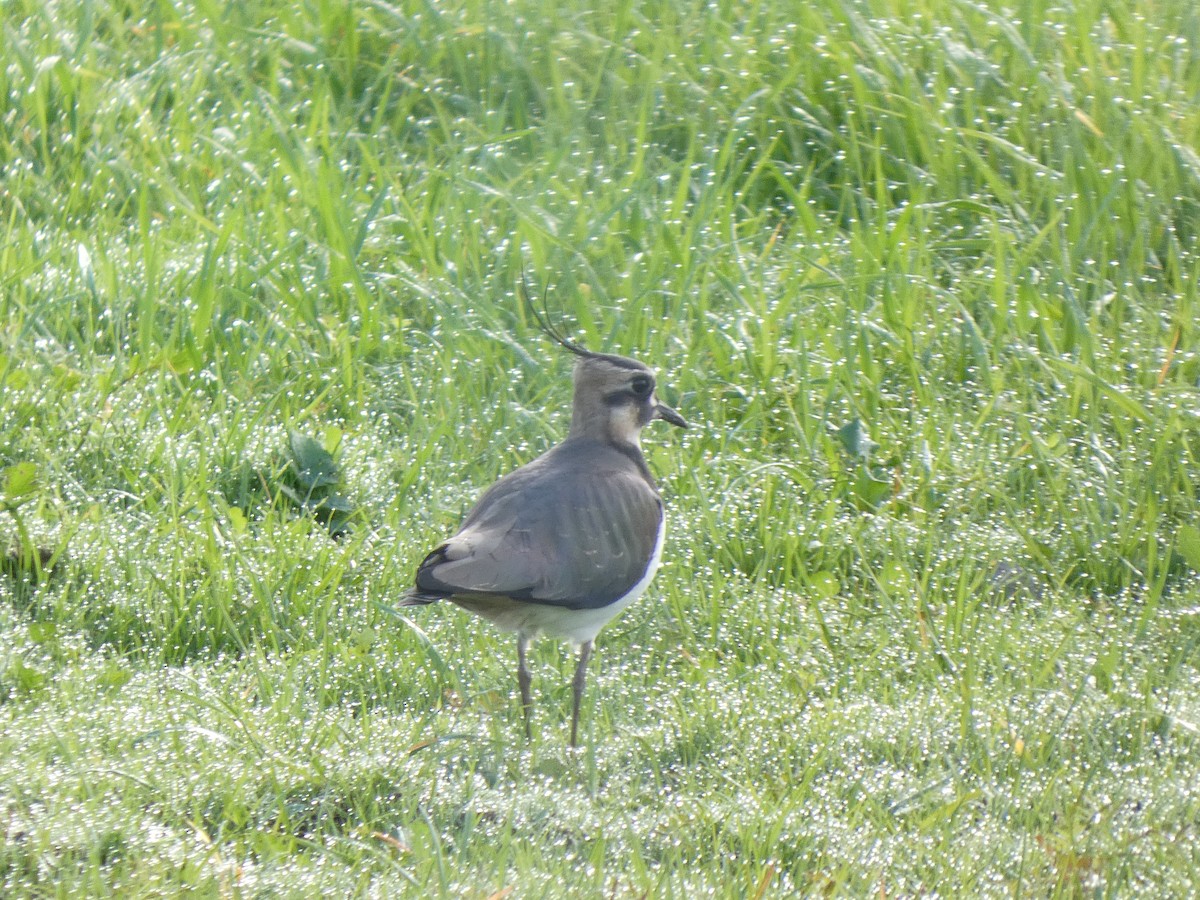 Northern Lapwing - ML646643987