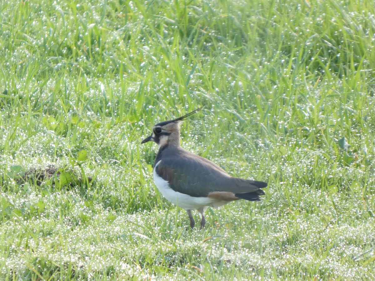Northern Lapwing - ML646643988