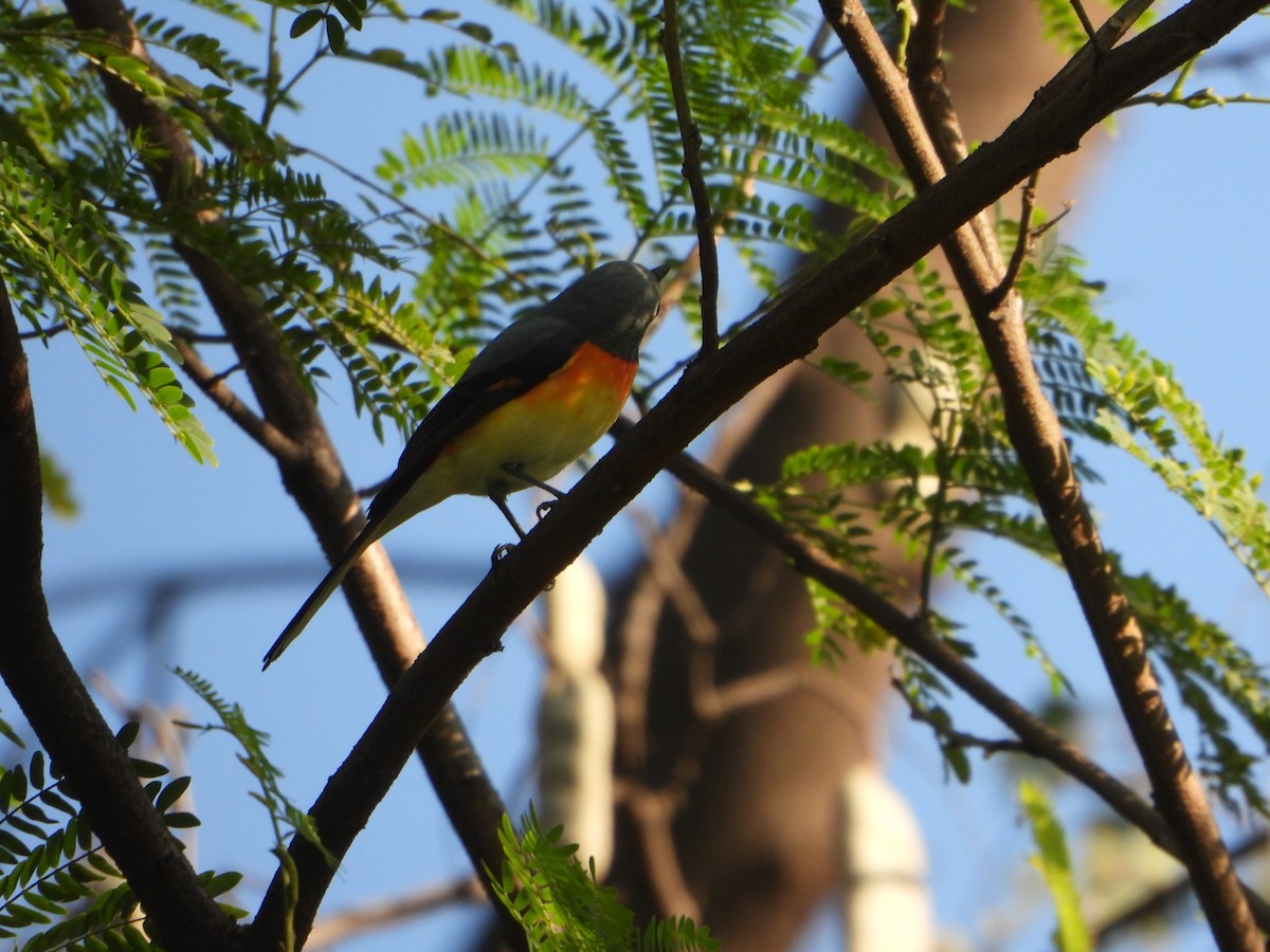 Small Minivet - ML646643989