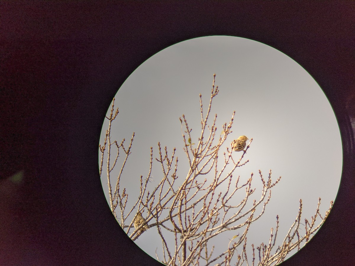 Corn Bunting - ML646643992