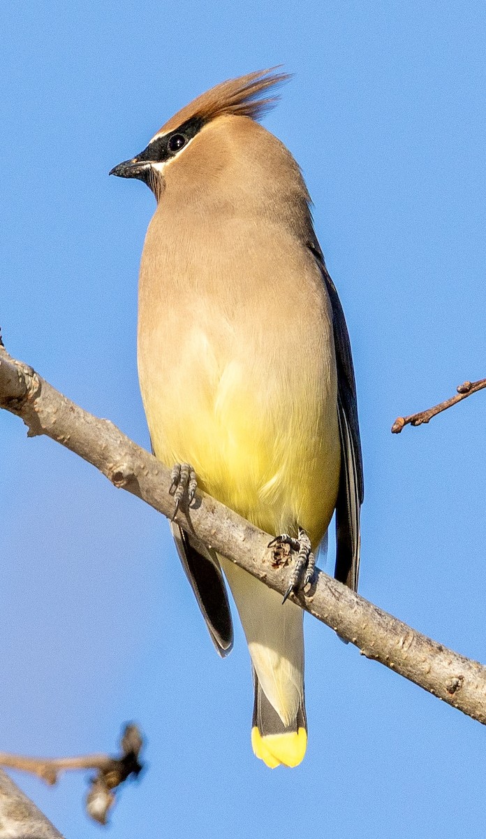 Cedar Waxwing - ML646643993