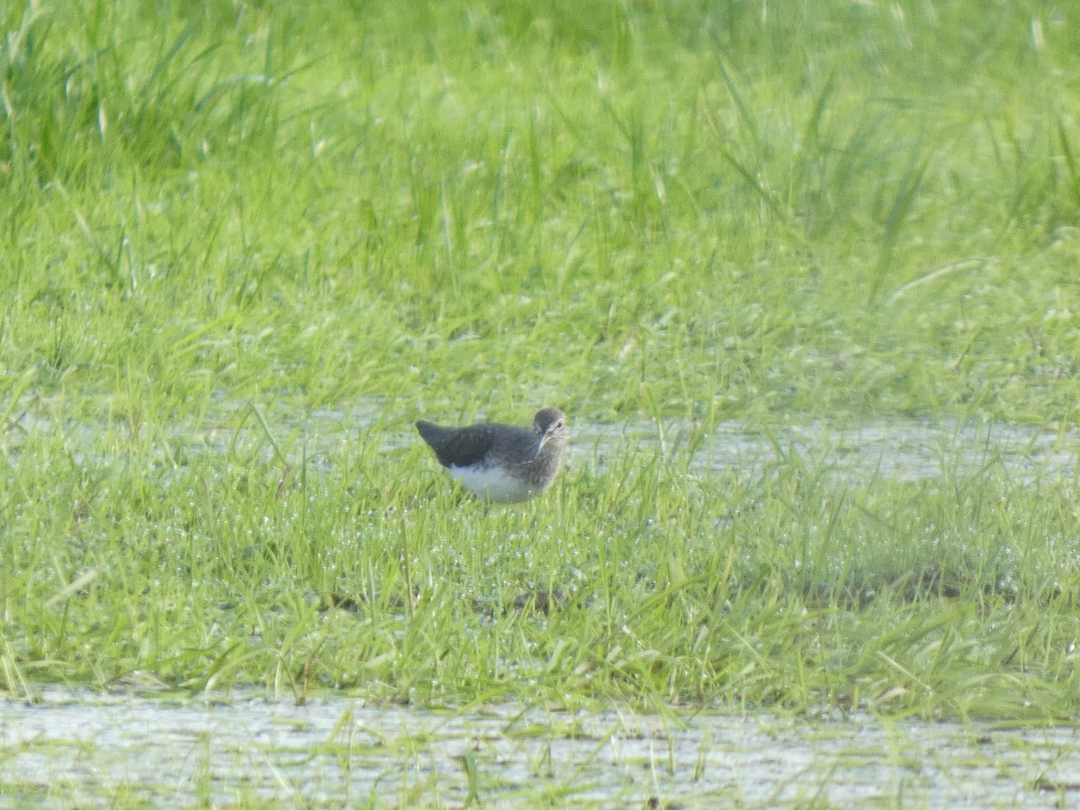 Green Sandpiper - ML646643994