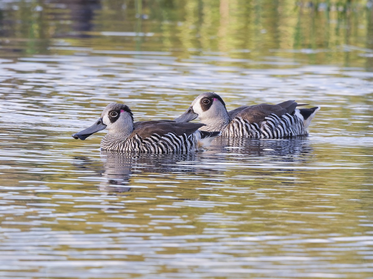 Розовоухая утка - ML646643995