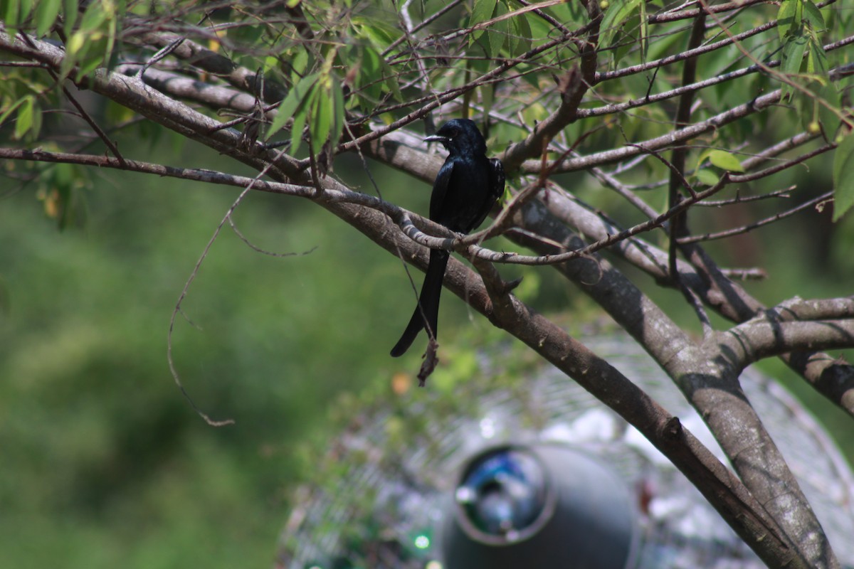 Kara Drongo - ML646643999