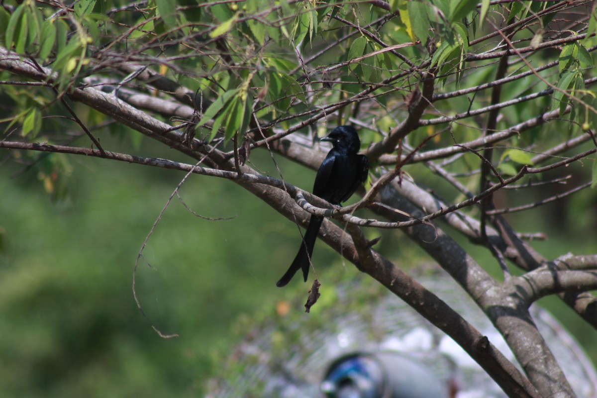 Kara Drongo - ML646644000