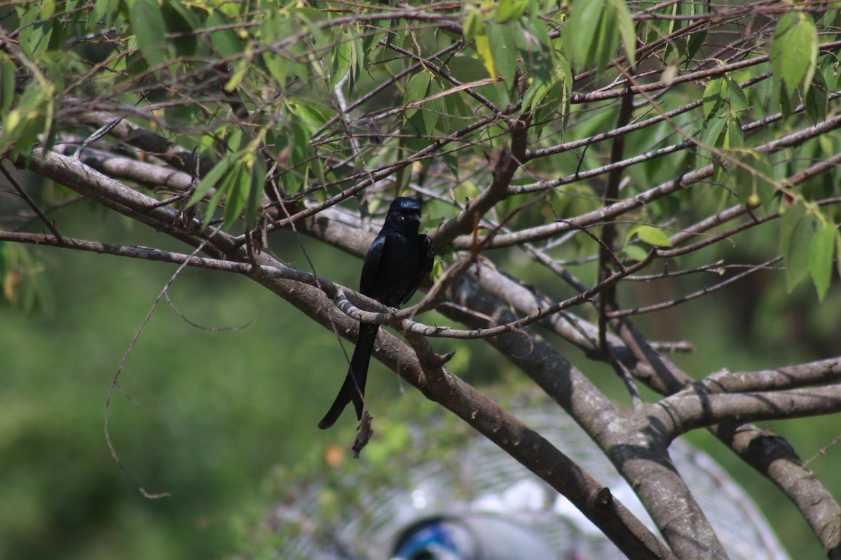 Kara Drongo - ML646644002