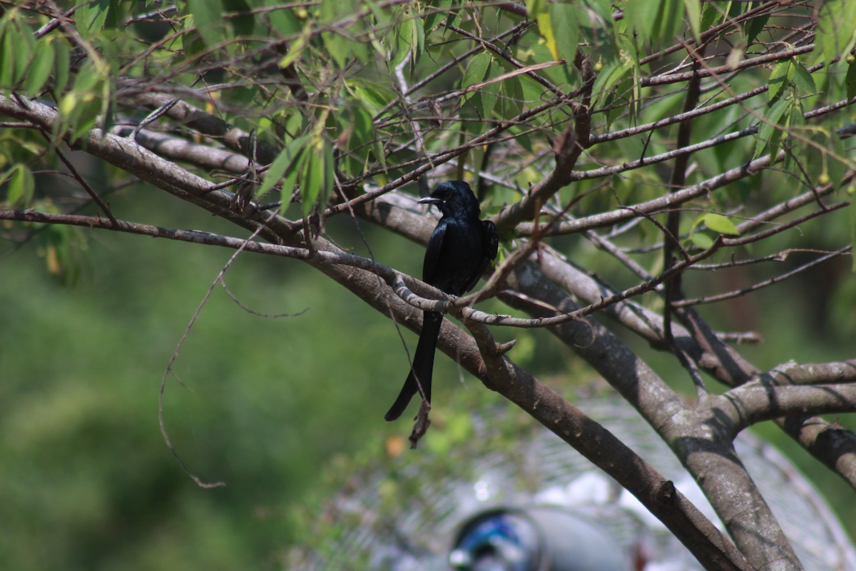 Black Drongo - ML646644004