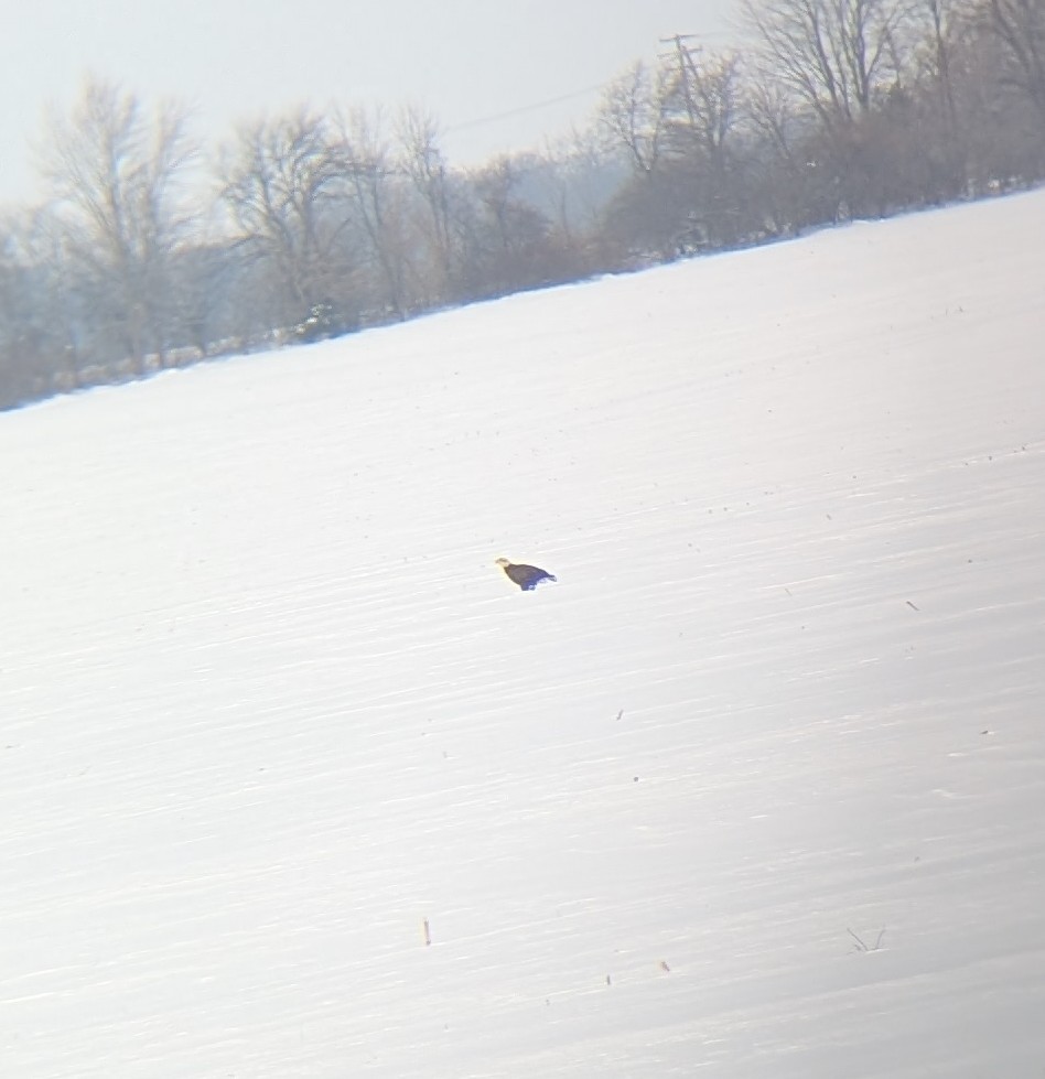 Bald Eagle - ML646644007