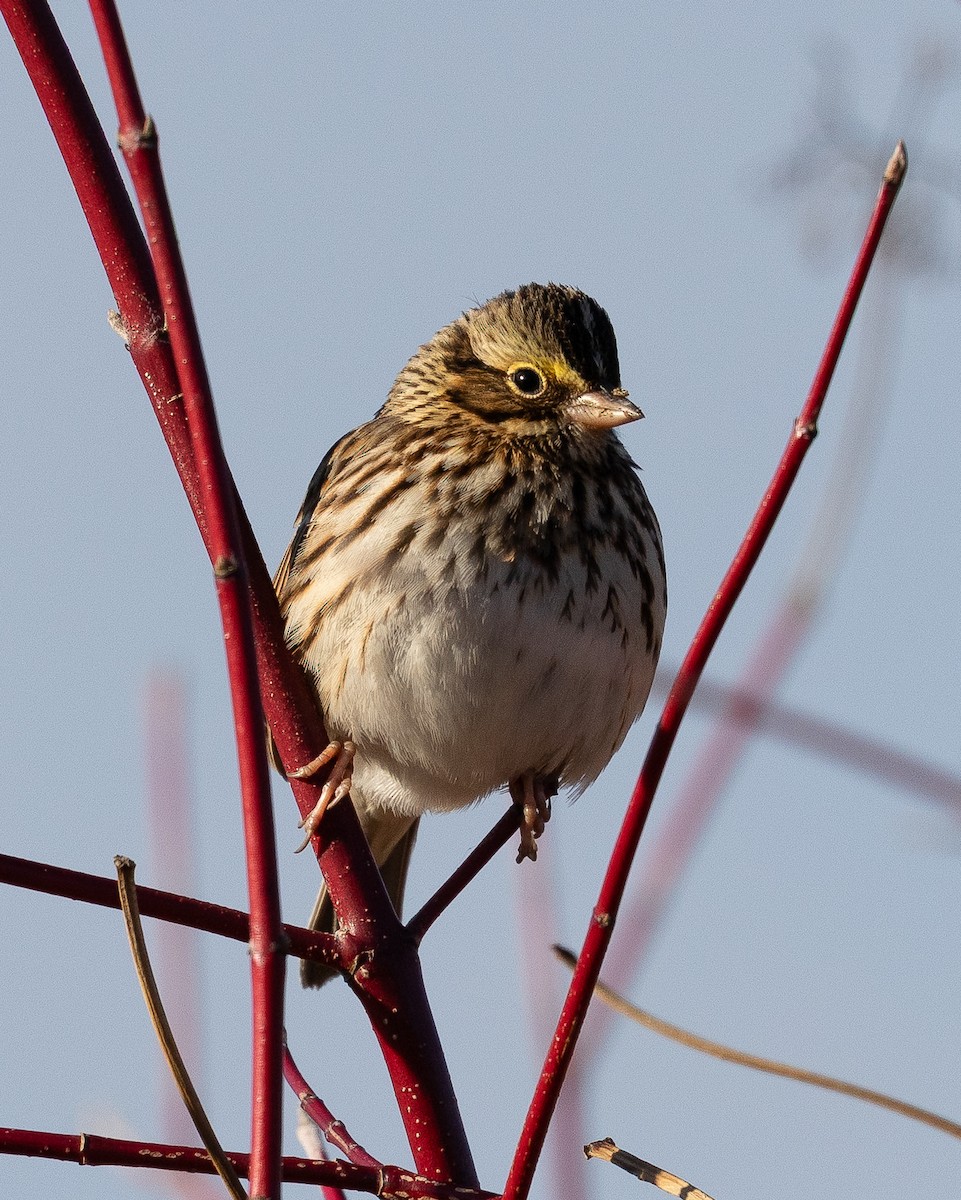 Savannah Sparrow - ML646644008