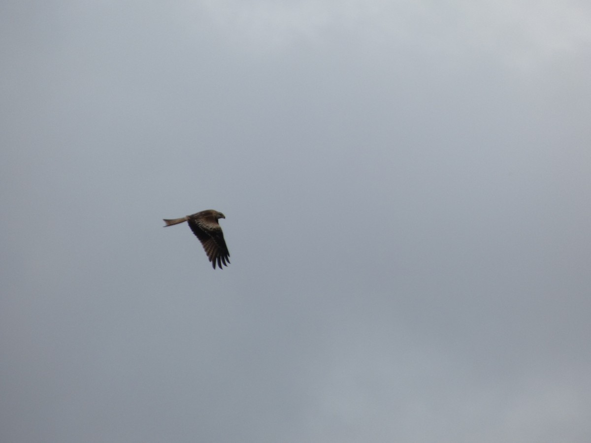 Red Kite - ML646644009