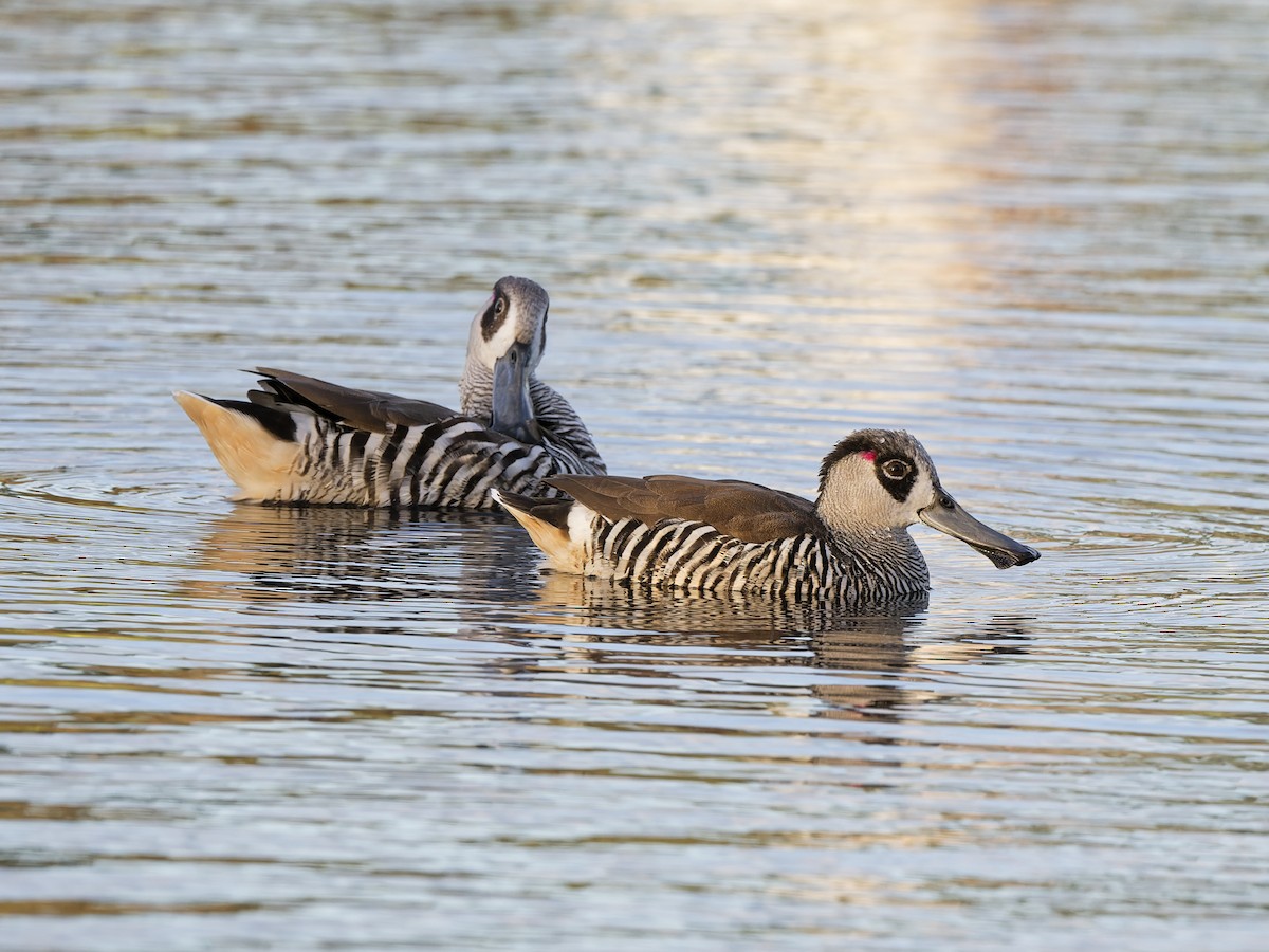 Розовоухая утка - ML646644010