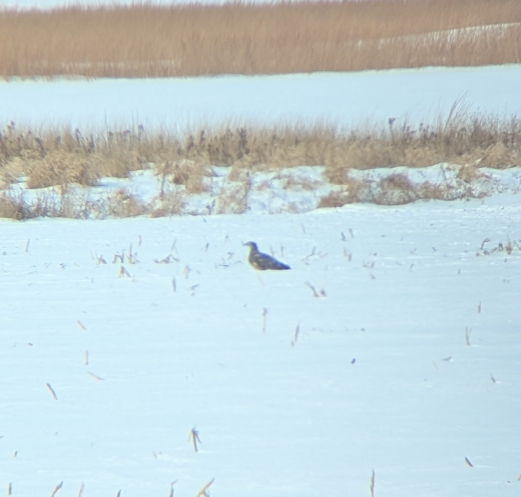 Bald Eagle - ML646644013