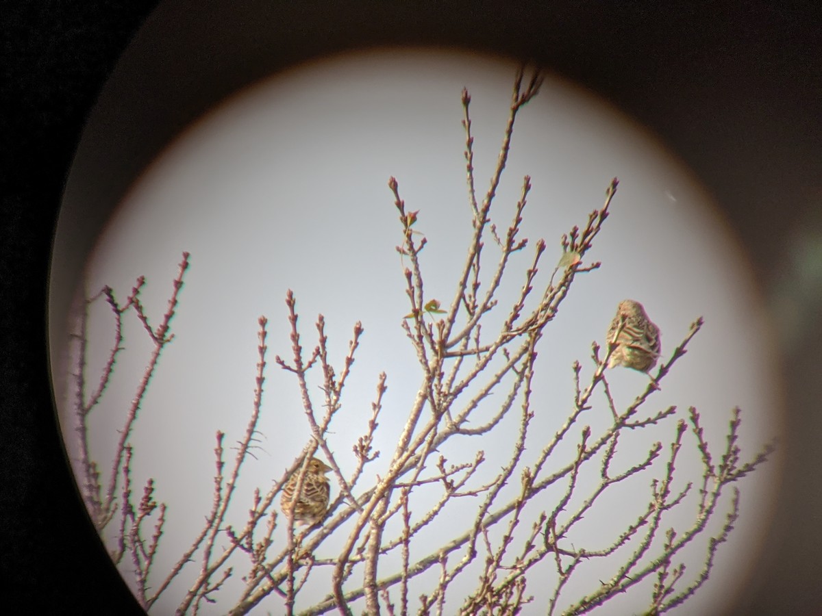 Corn Bunting - ML646644014