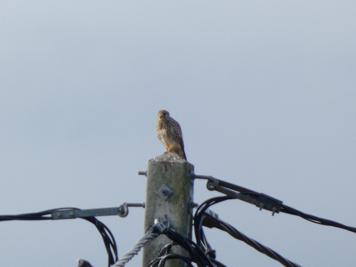 Eurasian Kestrel - ML646644015