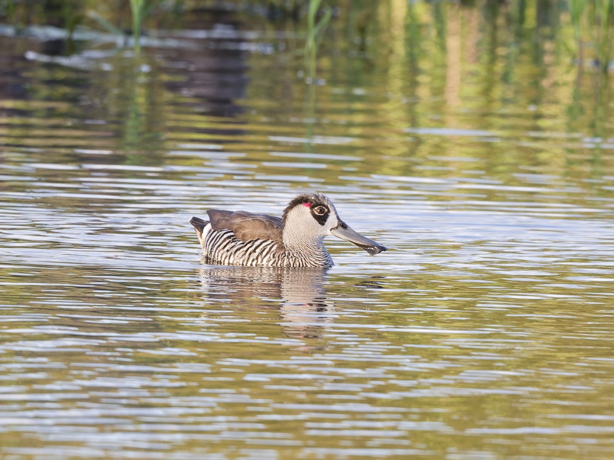 Розовоухая утка - ML646644016