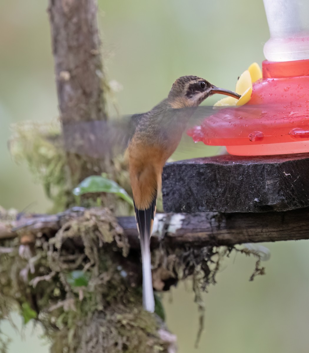 Ermite à ventre fauve - ML646644018