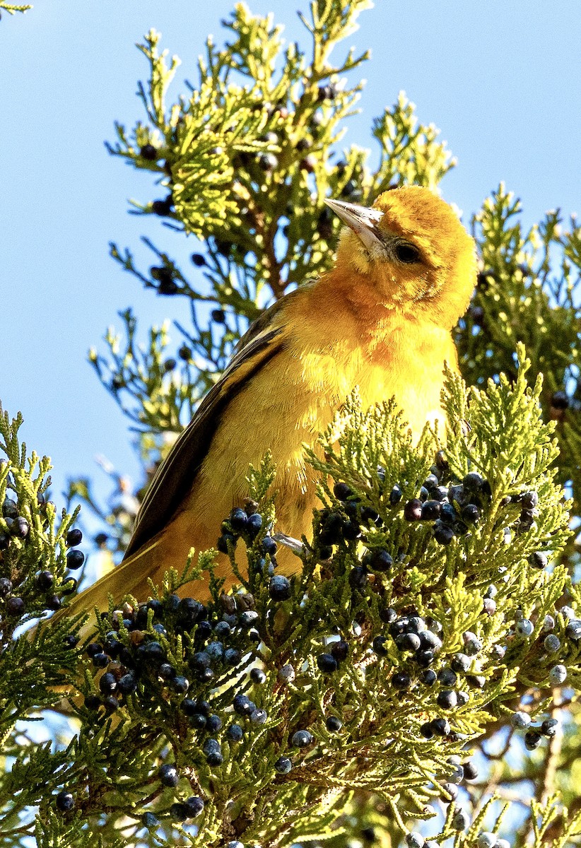 Baltimore Oriole - ML646644019