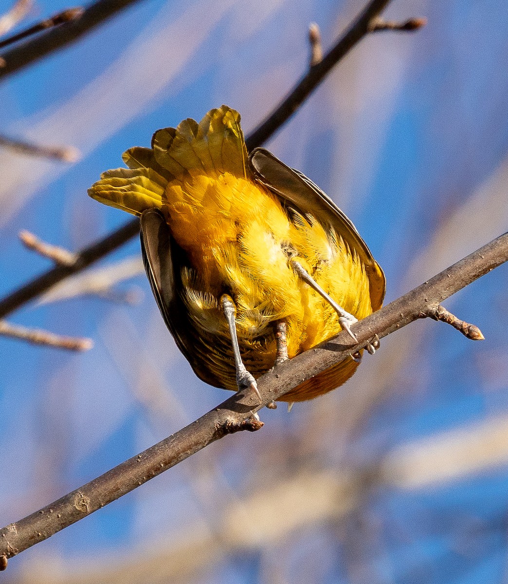 Baltimore Oriole - ML646644020