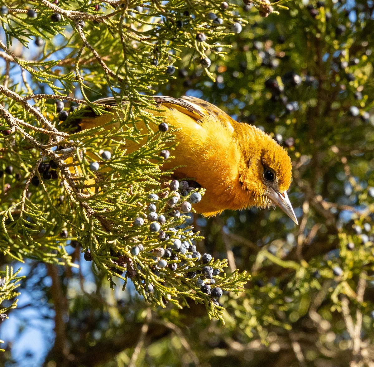 Baltimore Oriole - ML646644021