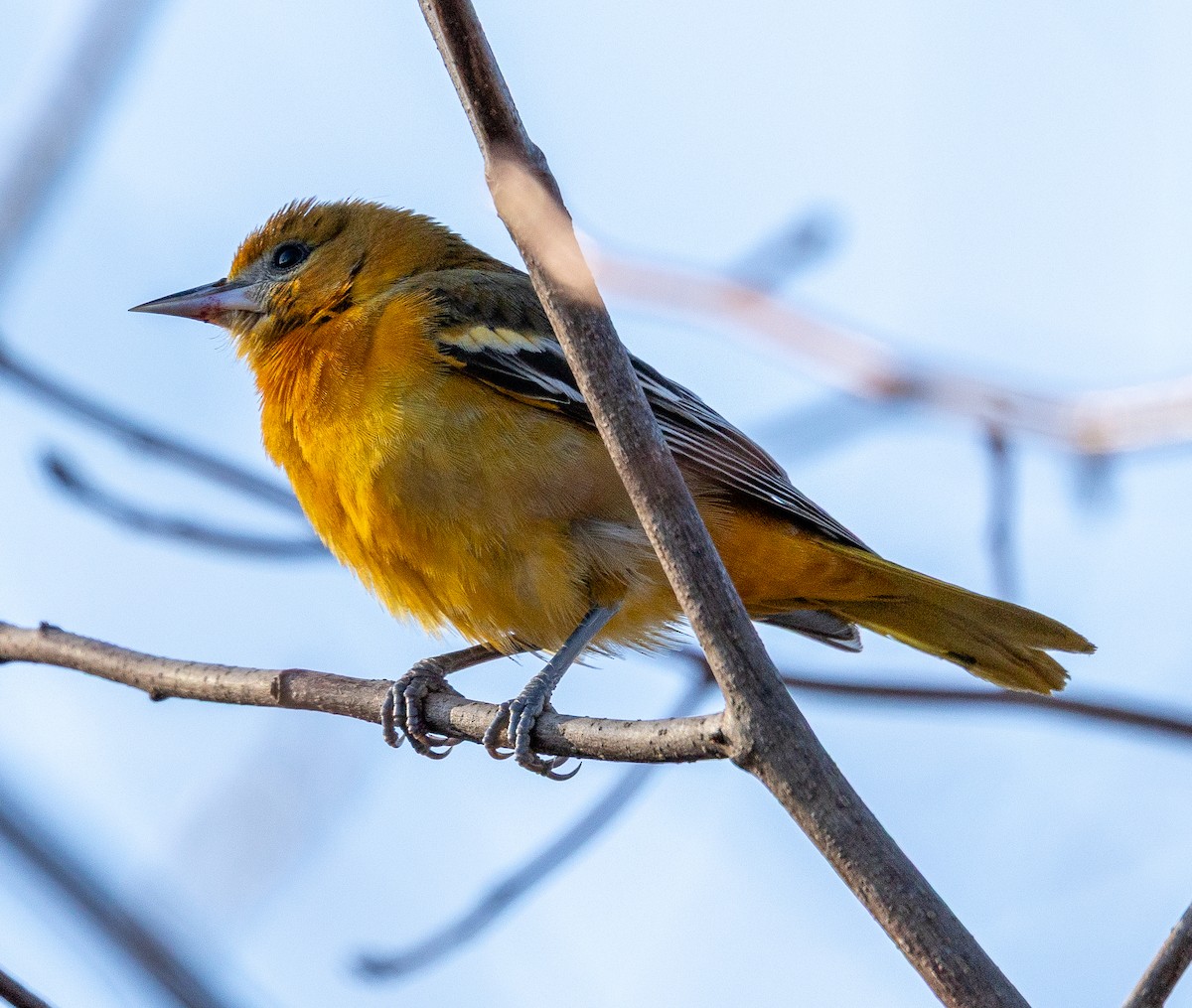 Baltimore Oriole - ML646644022