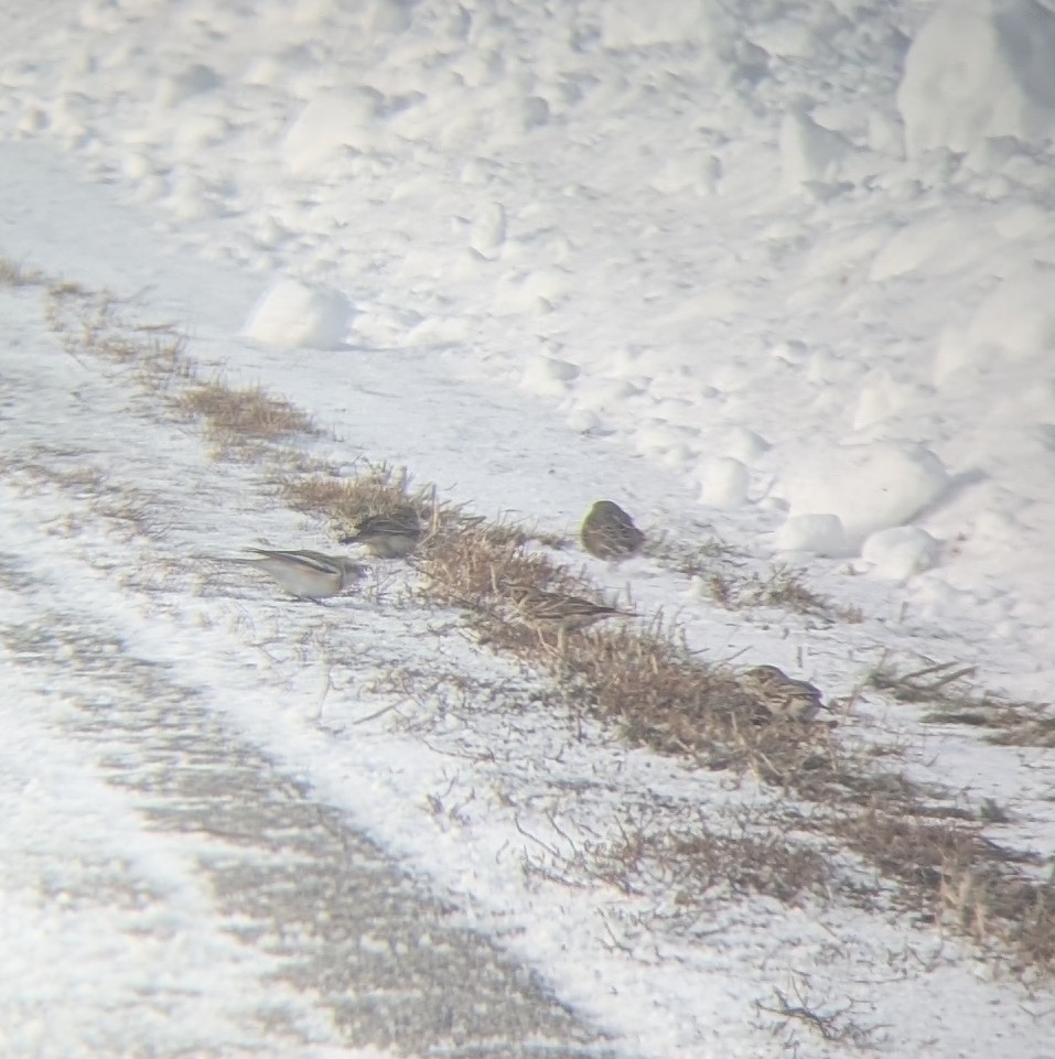 Буулгат хөмрөг - ML646644026