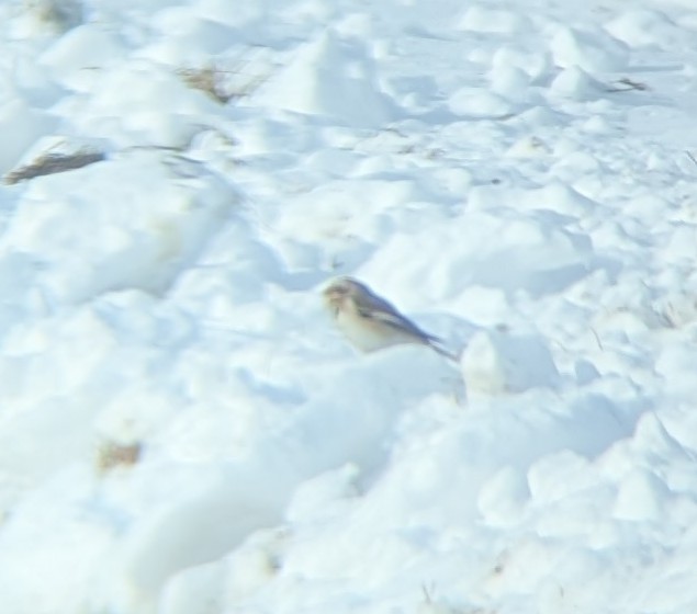 Цасч хөмрөг - ML646644031