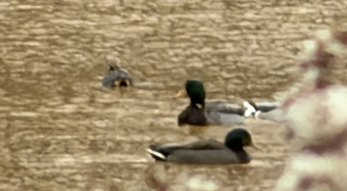 Green-winged Teal - ML646644039