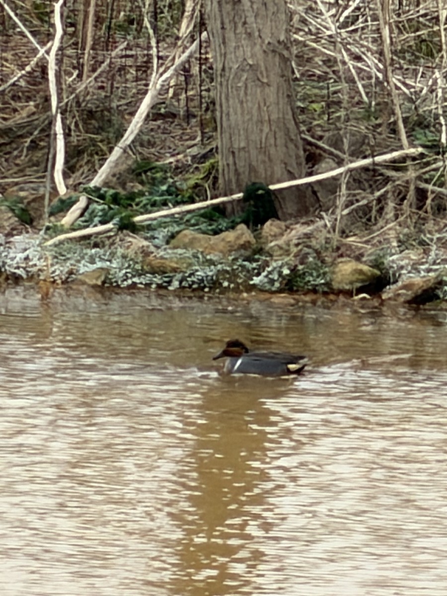 Green-winged Teal - ML646644040