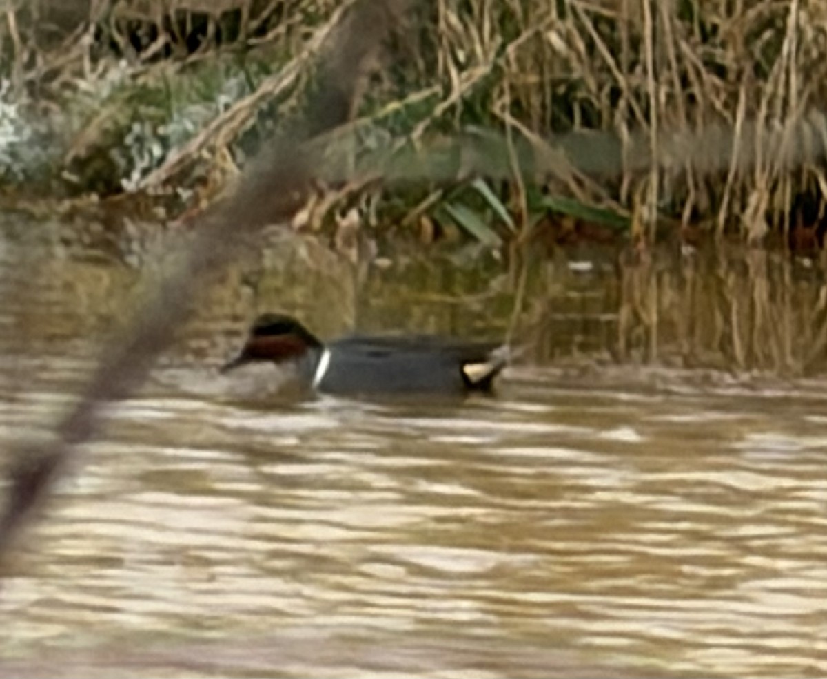 Green-winged Teal - ML646644041