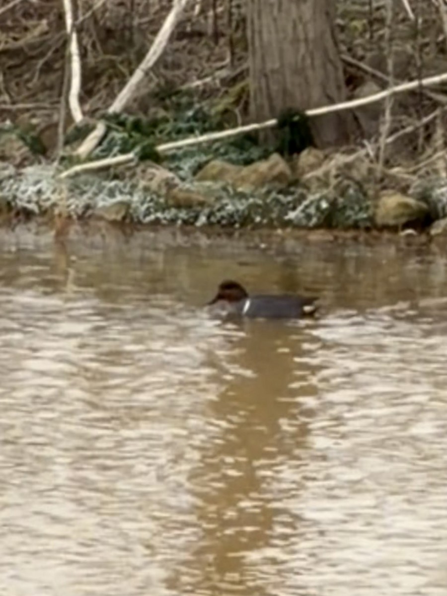 Green-winged Teal - ML646644042