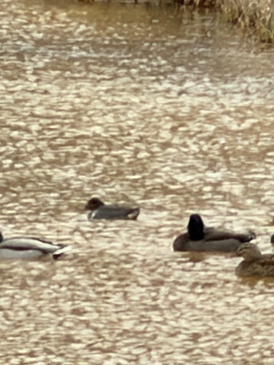 Green-winged Teal - ML646644043