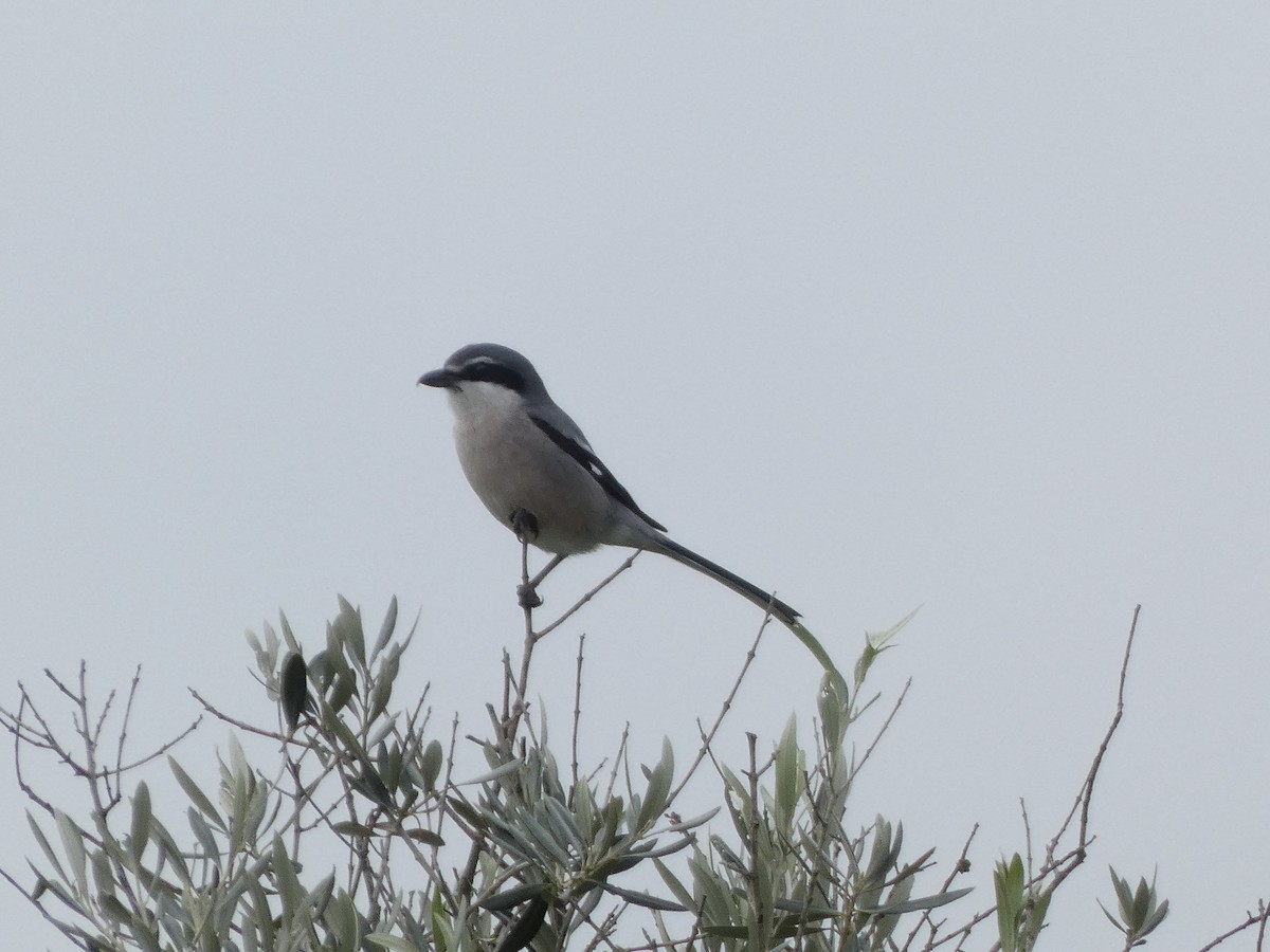 Iberian Gray Shrike - ML646644045