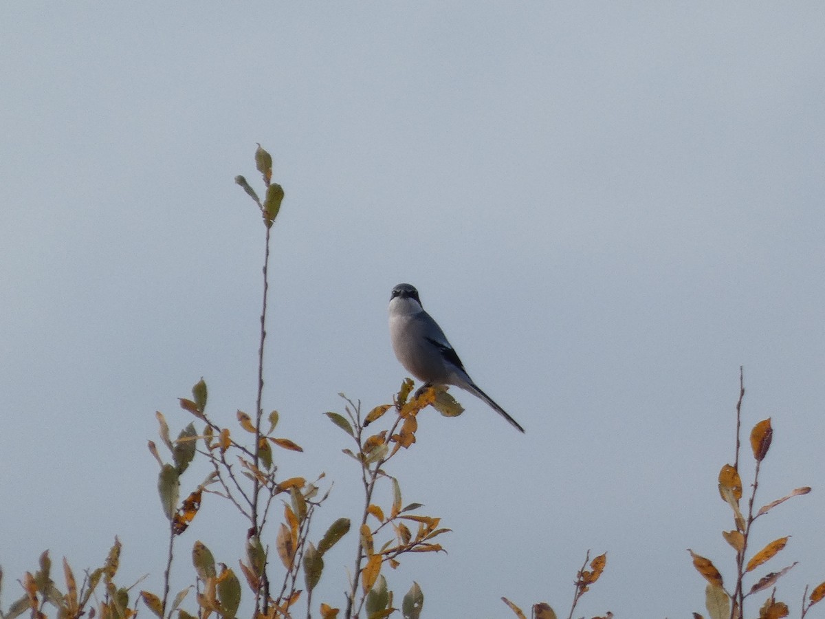 Iberian Gray Shrike - ML646644057