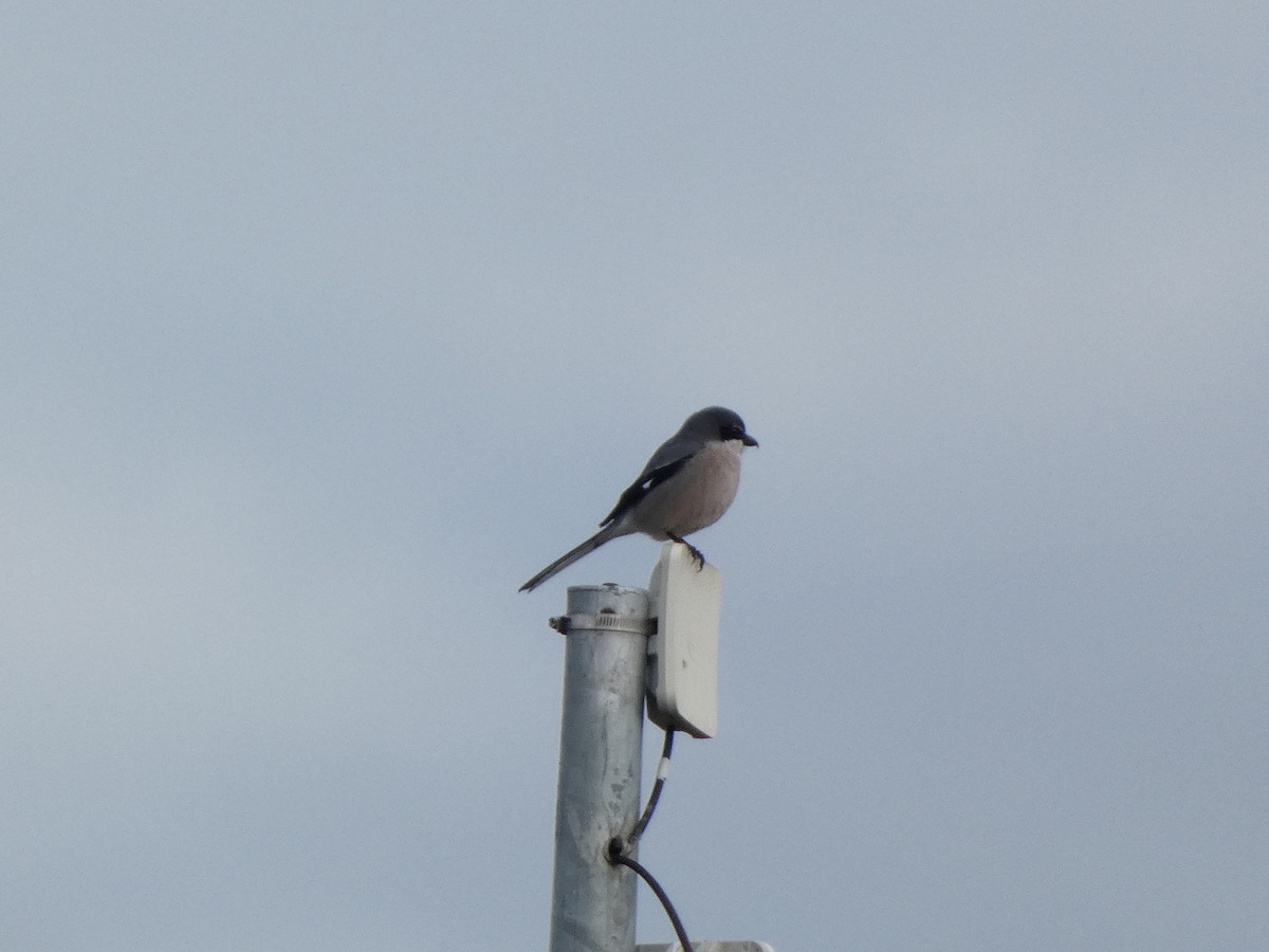 Iberian Gray Shrike - ML646644058
