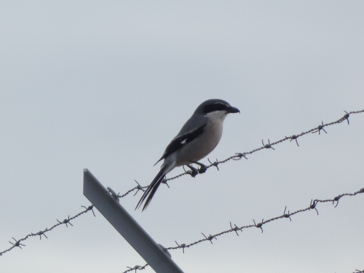 Iberian Gray Shrike - ML646644059