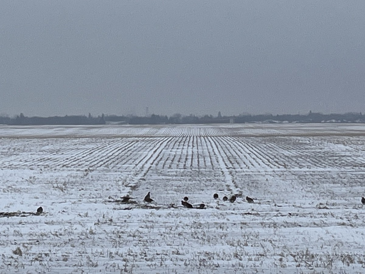 Çilkeklik - ML646644070