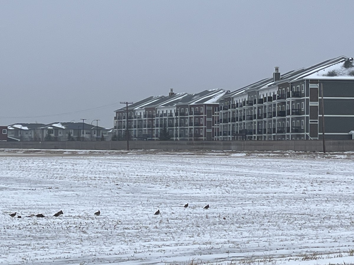 Çilkeklik - ML646644071