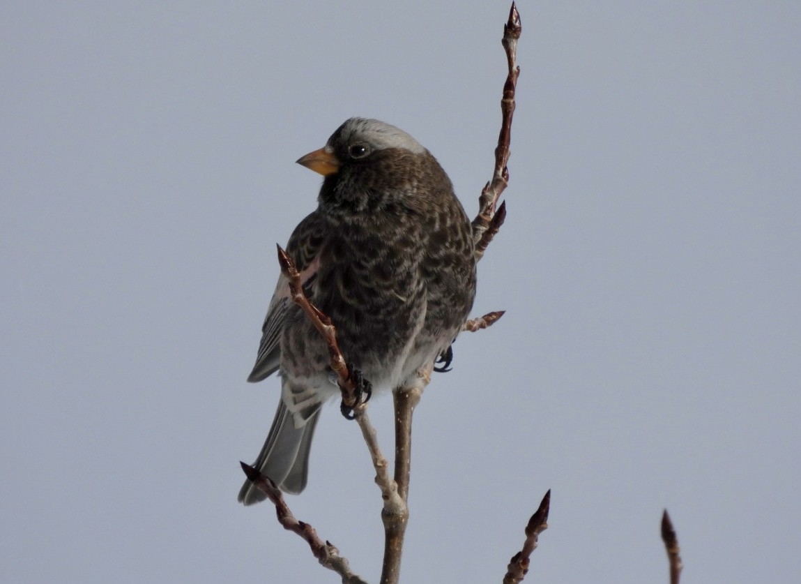 Black Rosy-Finch - ML646644072