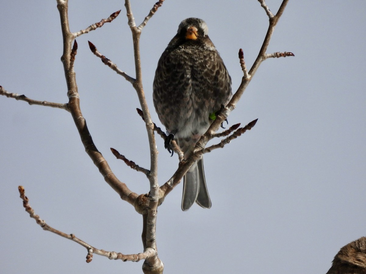 Black Rosy-Finch - ML646644073