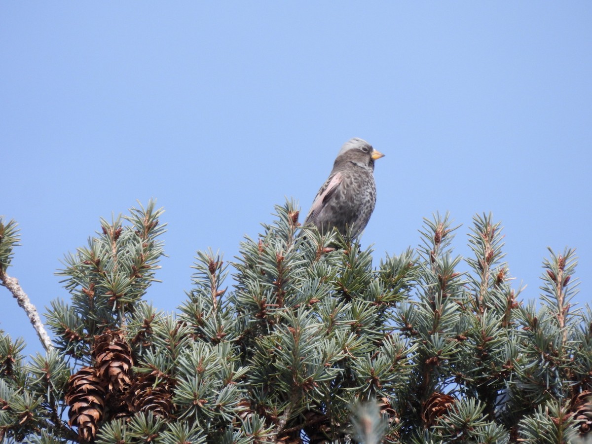 Black Rosy-Finch - ML646644074