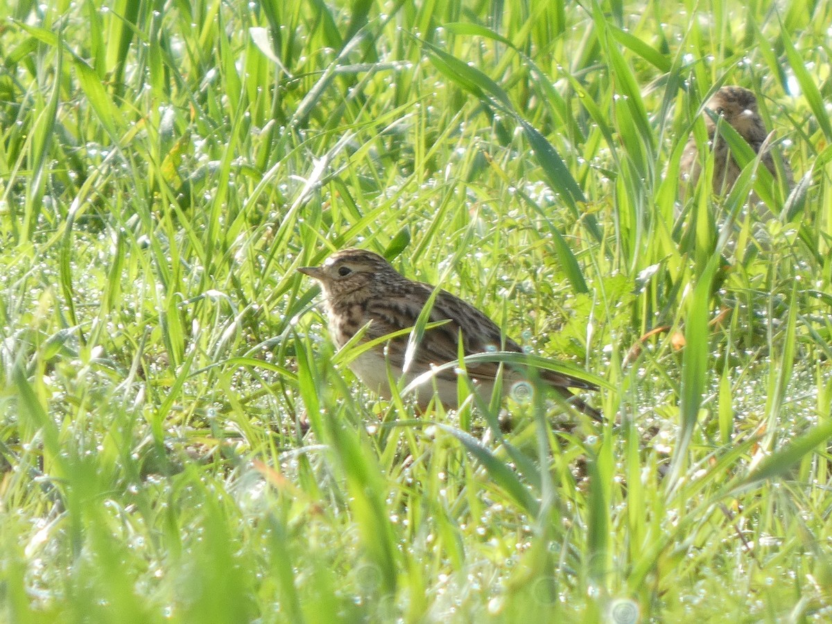 Eurasian Skylark - ML646644076