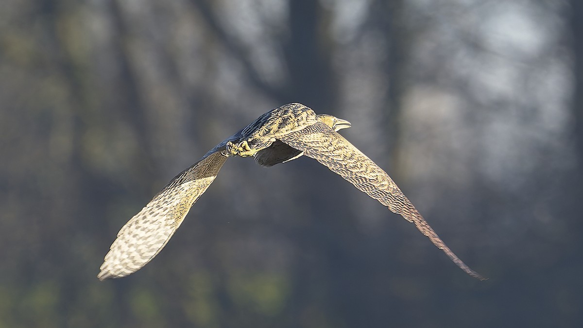 bukač velký - ML646644078