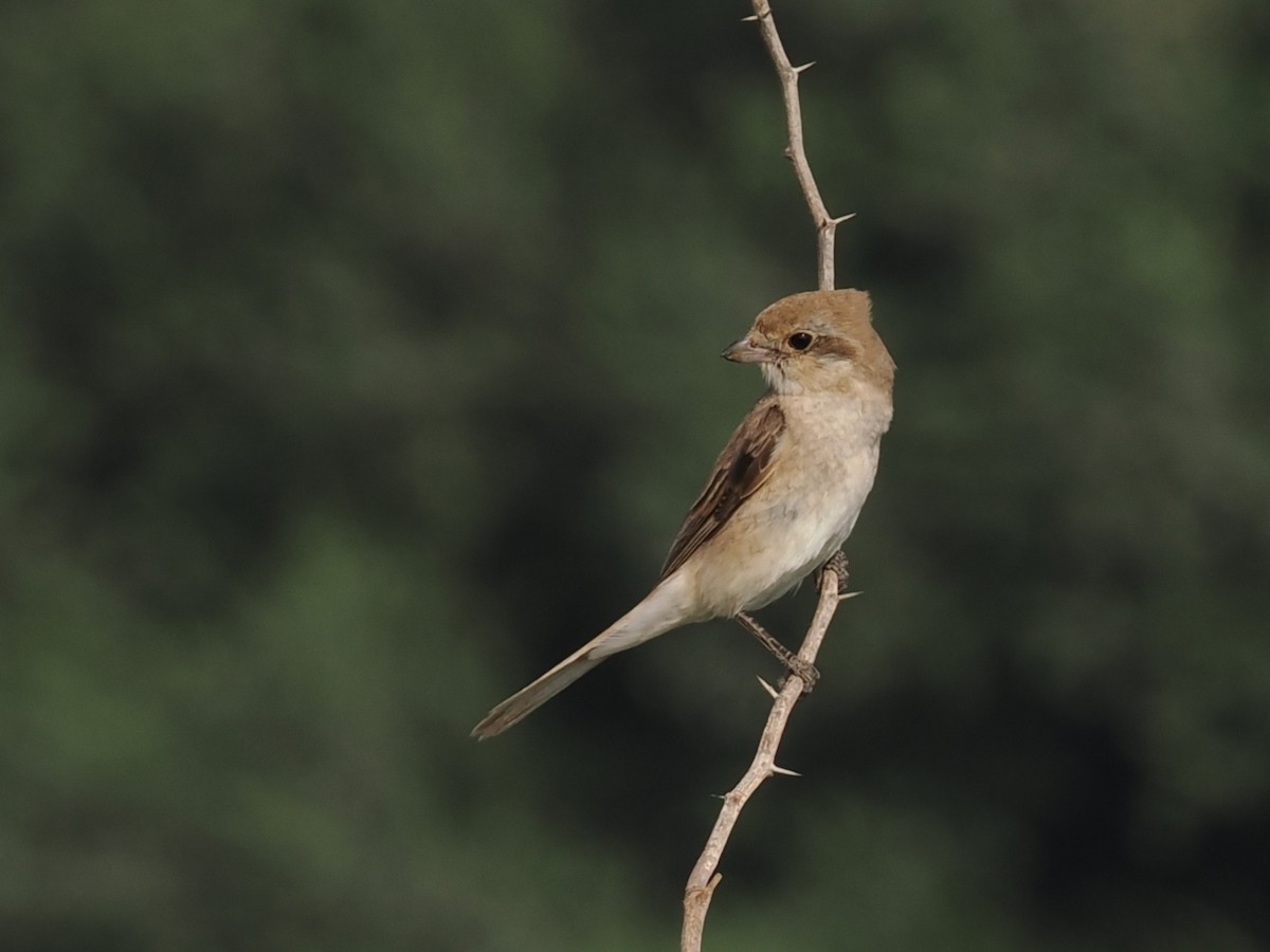 Red-tailed/Isabelline Shrike - ML646644080