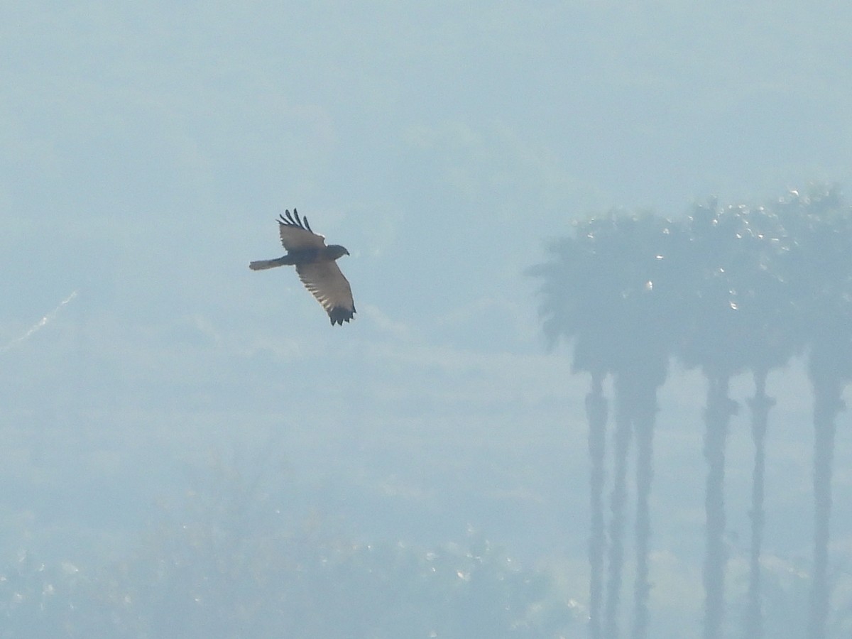 Kornweihe - ML646644081