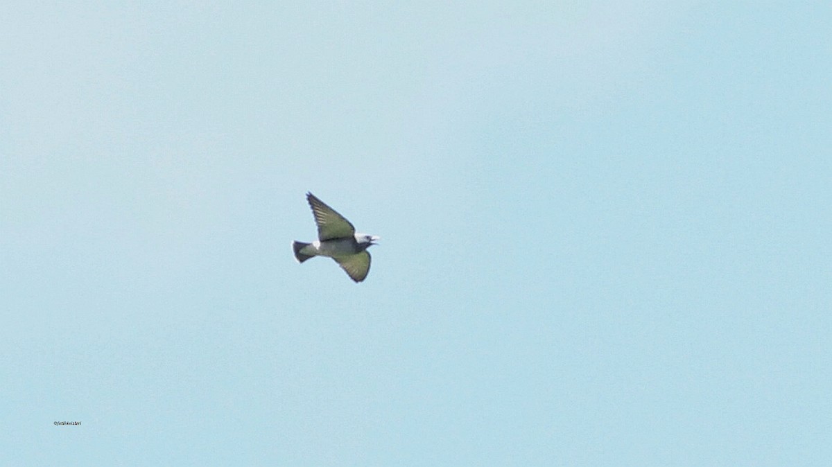 Ashy Woodswallow - ML646644084